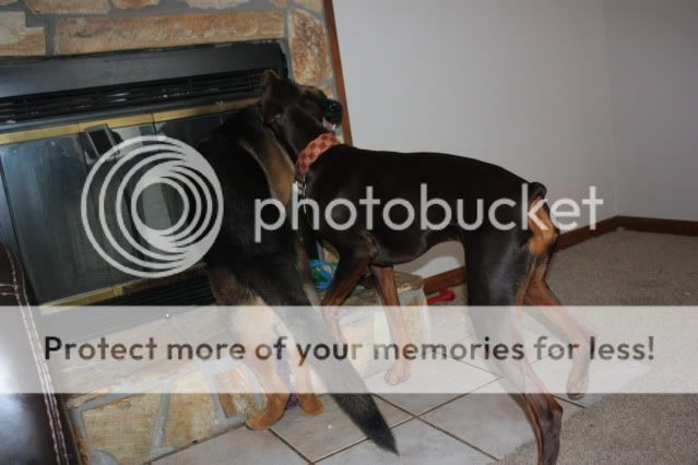 doberman forum doberman breed dog forums length docking length chart